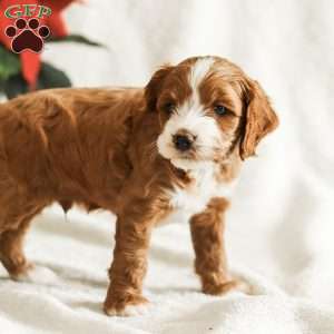 Dante, Cockapoo Puppy